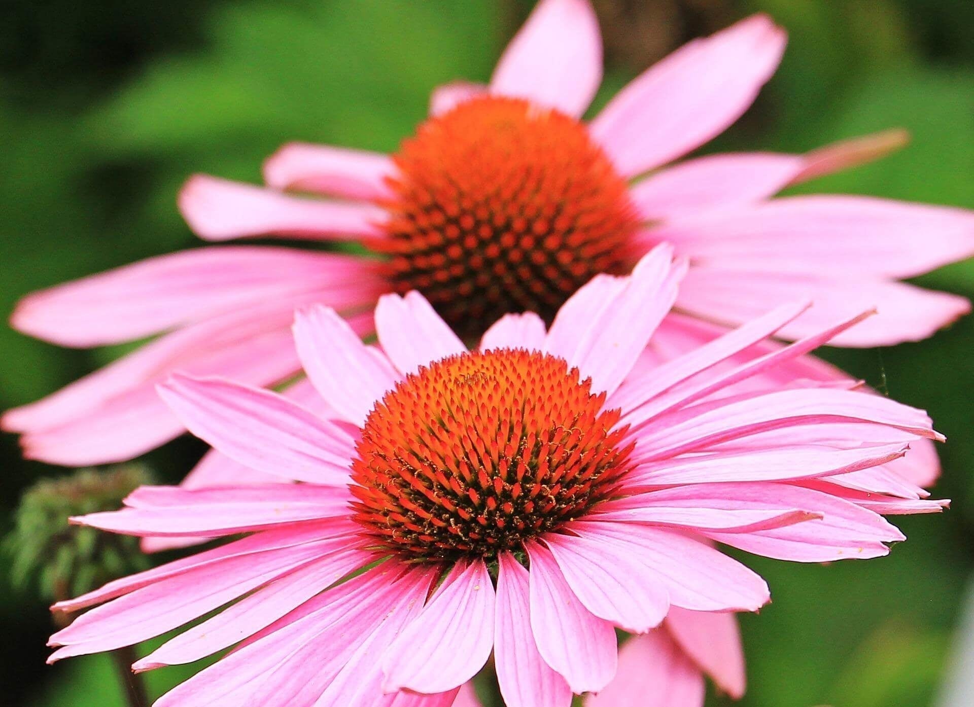 Zonnehoed (plant) - Echinacea purpurea  Mulder Retail B.V.