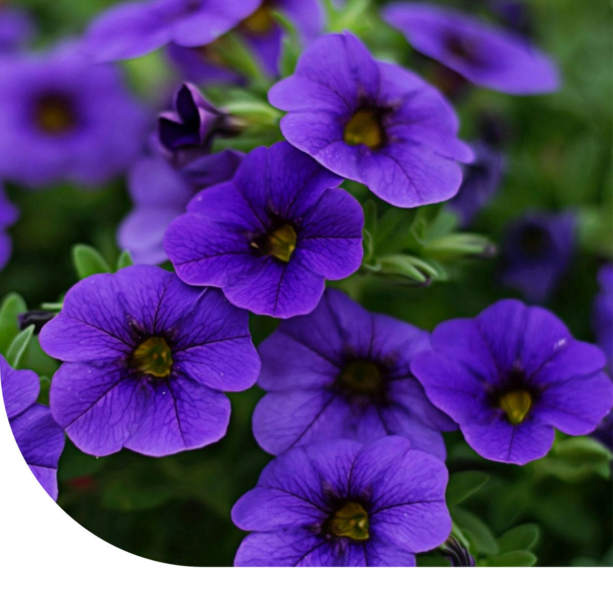 Petunia nana compacta - Alderman | Compacte zomerbloeier – Mulder