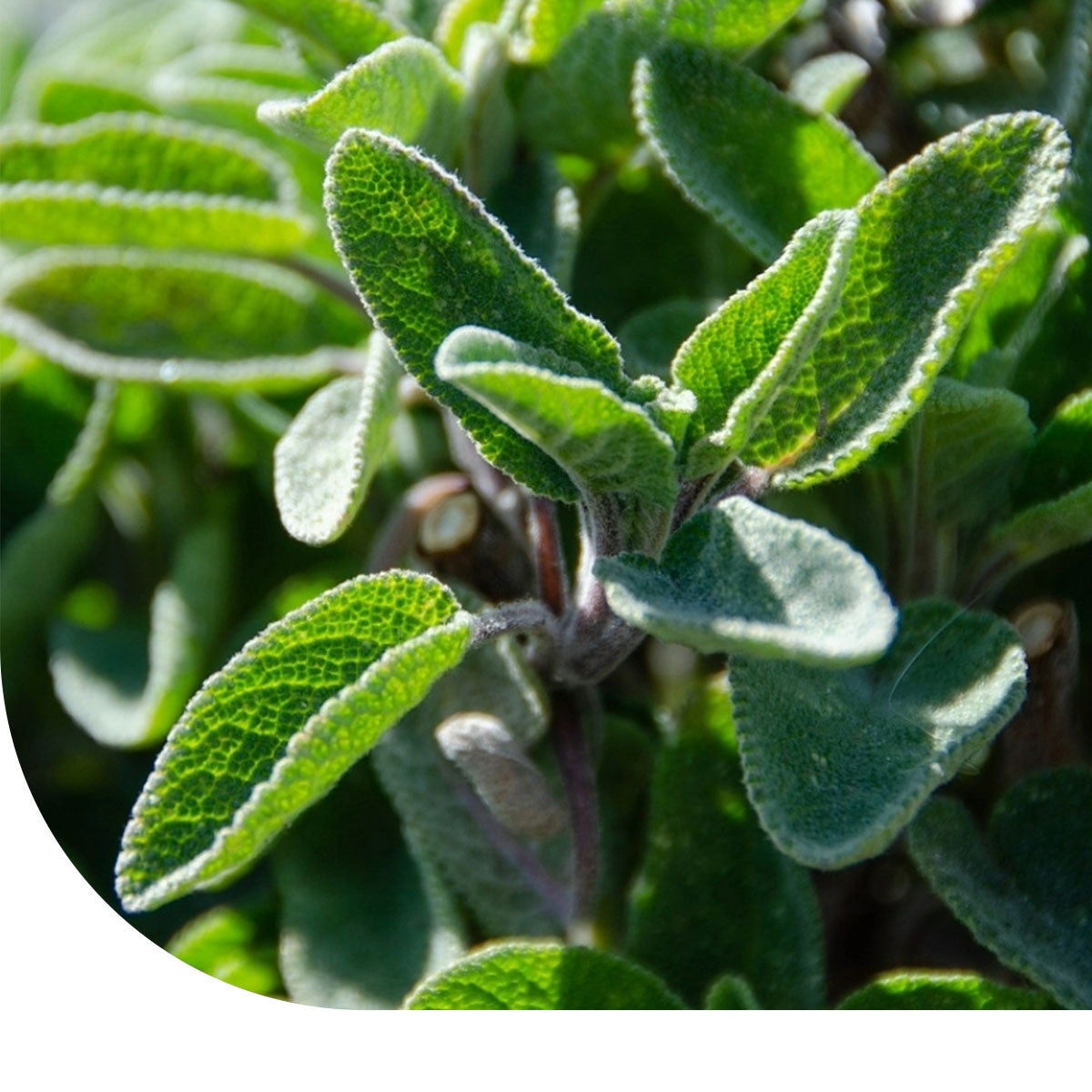 Salie zaden kopen | Salvia officinalis | Keukenkruid voor tuin & pot Salie zaden kopen | Salvia officinalis | Keukenkruid voor tuin & pot