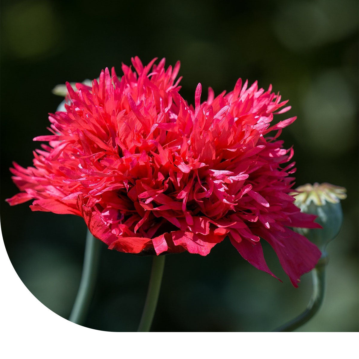 Slaapbol Gemengd Papaver Somniferum Maanzaad MRS Seeds Mulder slaapbol-gemengd-papaver-somniferum-maanzaad-mrs-seeds-mulder