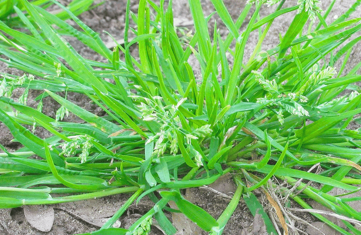 Straatgras in gazon herkennen en verwijderen