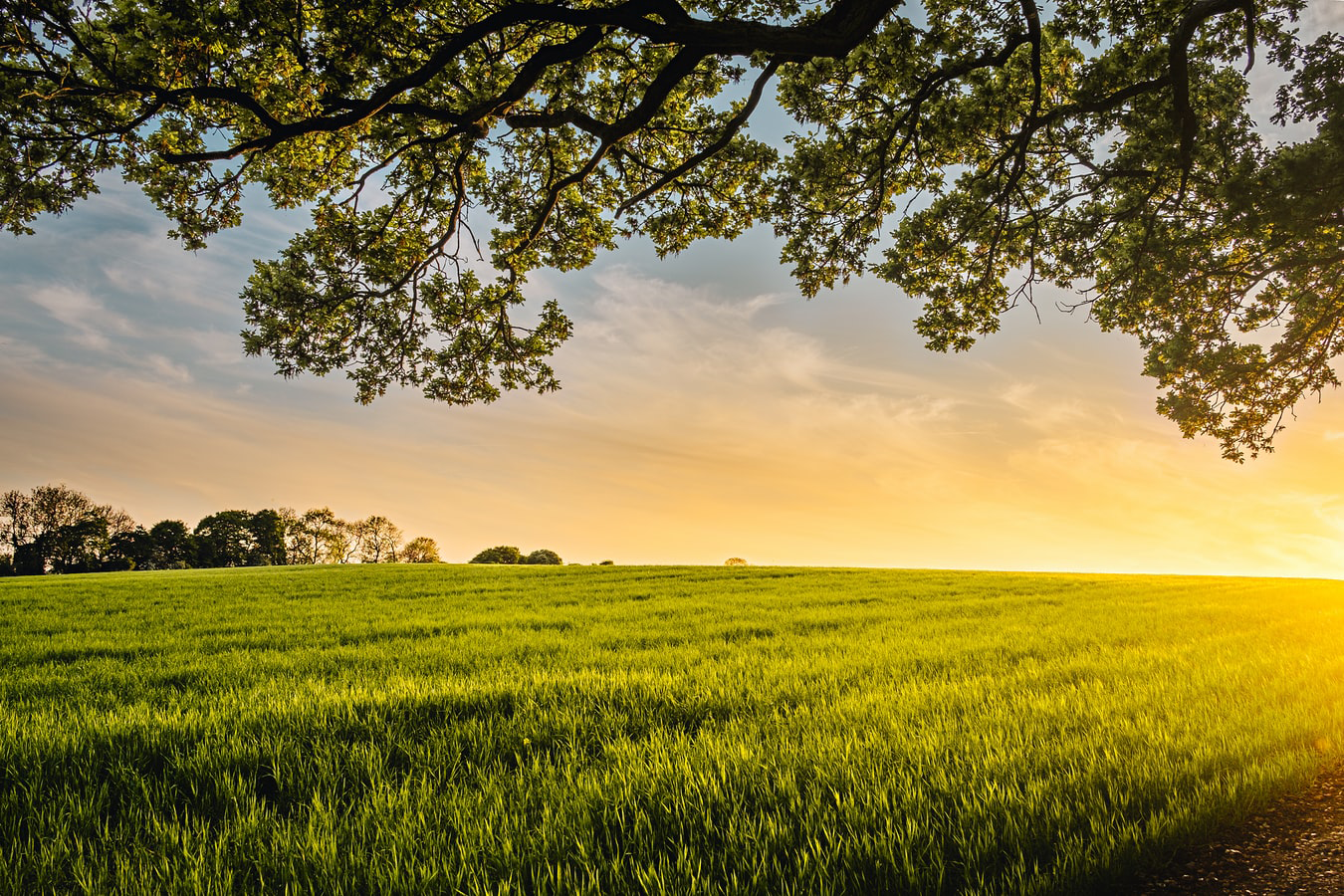 Graszoden of graszaad? Alle voor- & nadelen op een rijtje!