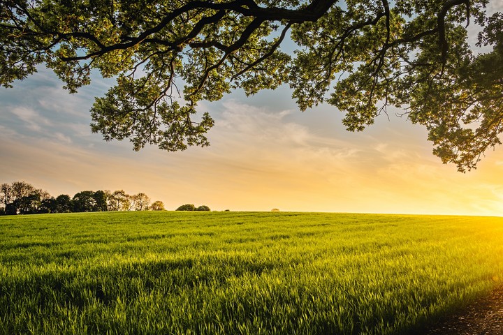 Graszoden of graszaad? Alle voor- & nadelen op een rijtje!