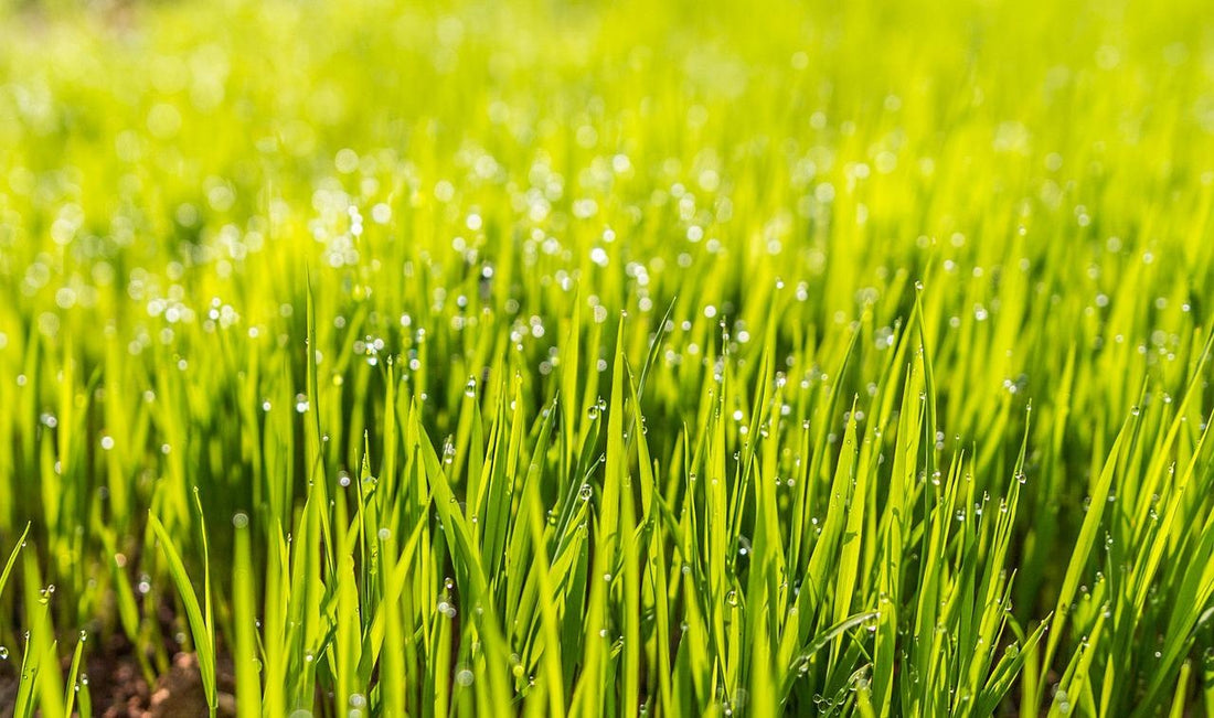 Hoe zaai ik mijn gras bij?