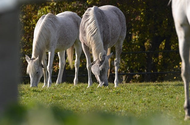 Bemesten paardenweide