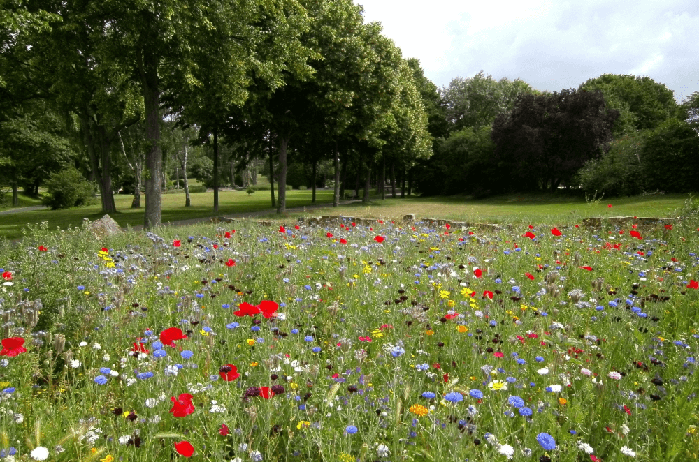 Bloemenweide maaien