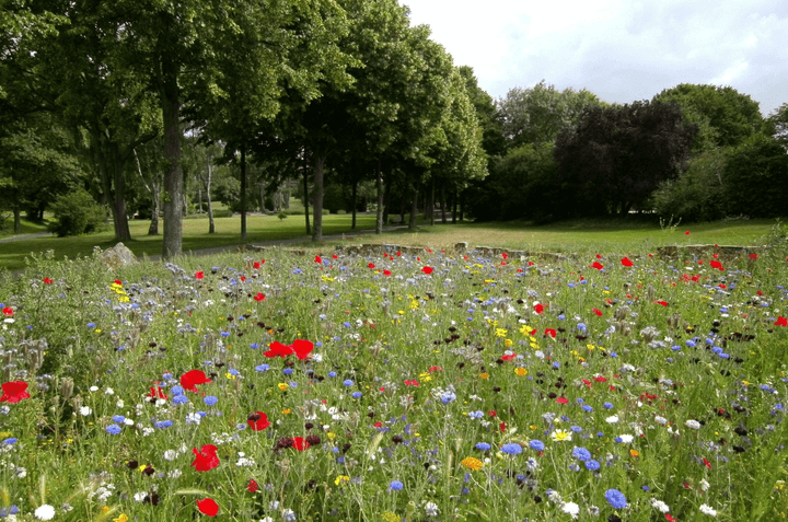 Bloemenweide maaien