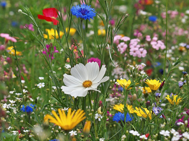 Hoe leg je een bloemenweide aan?