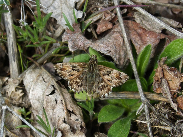 Aardrupsen in de tuin bestrijden