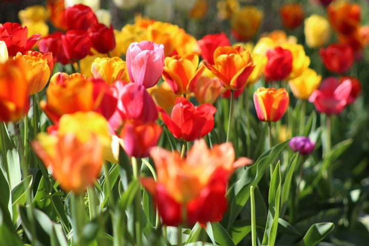 Bloembollen planten: wanneer en hoe?