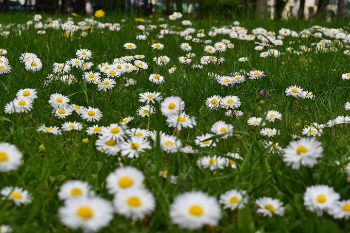 Tover je grasveld om tot een kleurrijk bloemengazon