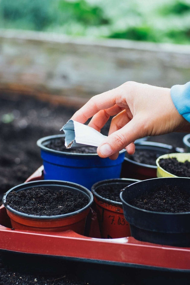 blog-bloemzaden-bewaren