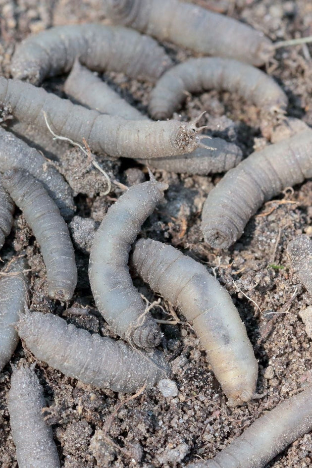 blog-emelten-in-het-gazon-herkennen