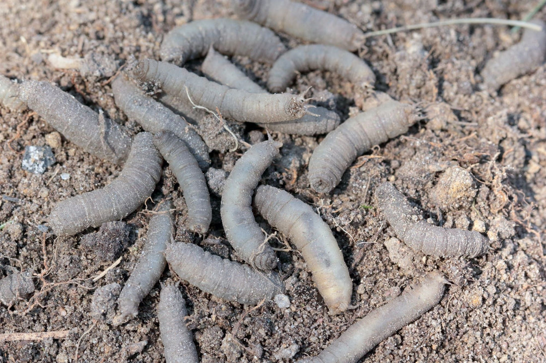 blog-emelten-in-het-gazon-herkennen