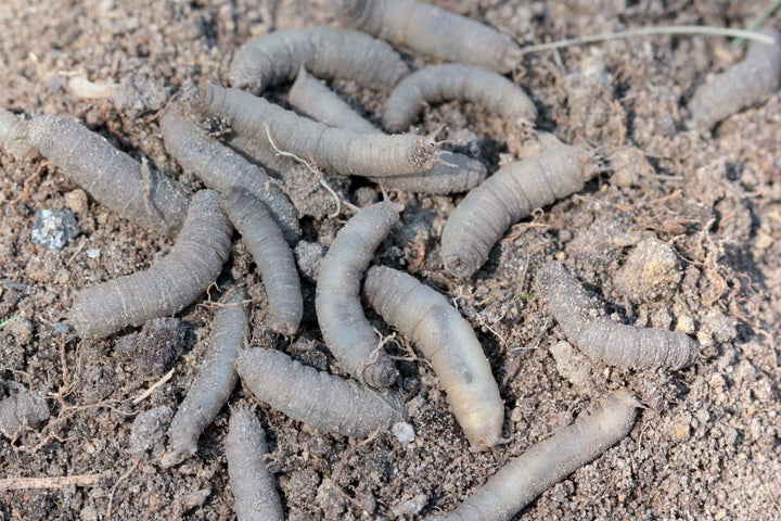 Emelten in het gazon bestrijden