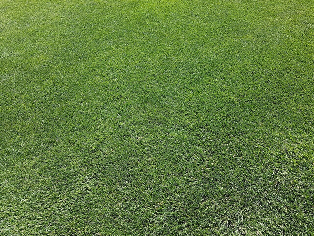 Een nieuw gazon aanleggen