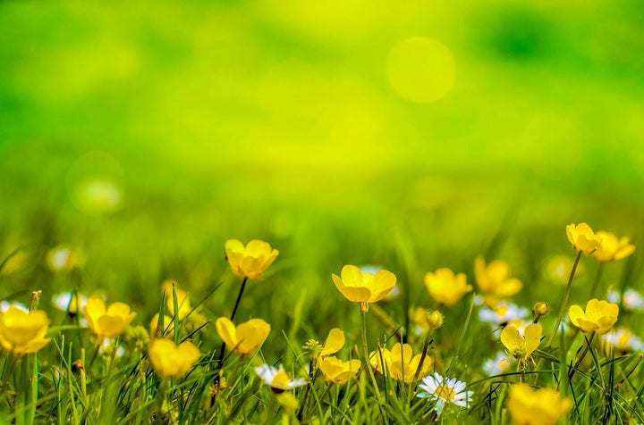 Gele bloemen: onkruid of schoonheid?