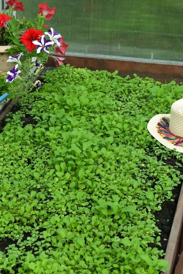 blog-groenbemesters-zaaien-handleiding