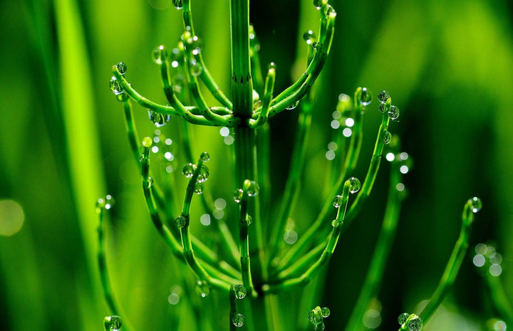 Hoe kun je heermoes bestrijden?