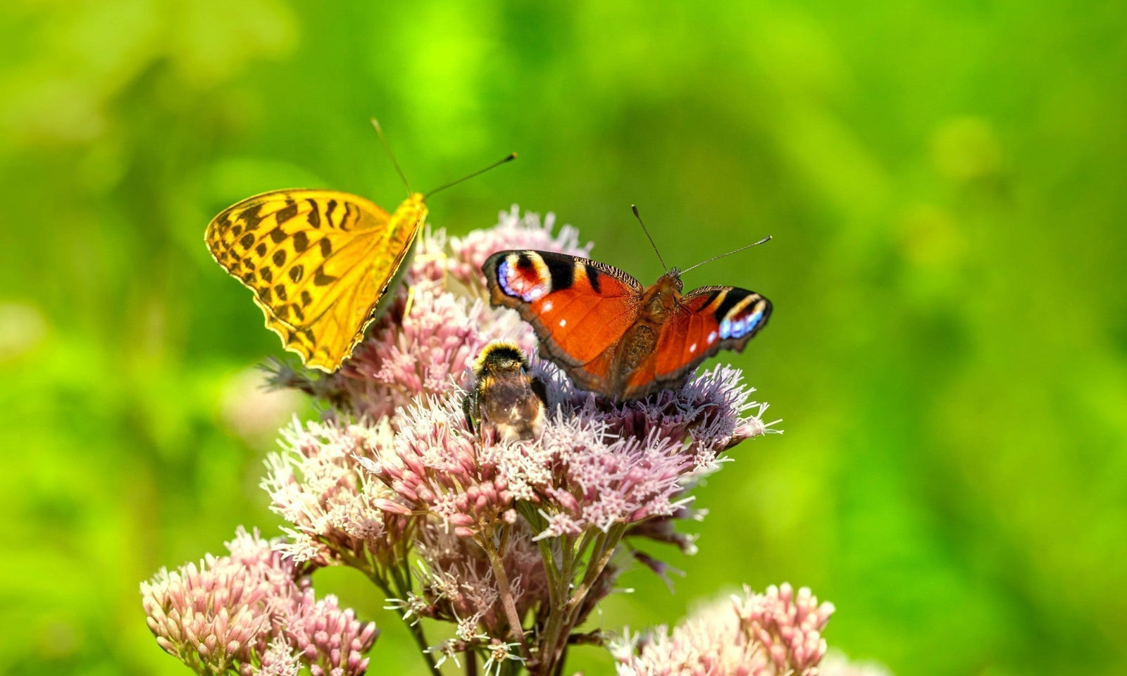 Maak je tuin insectenvriendelijk!
