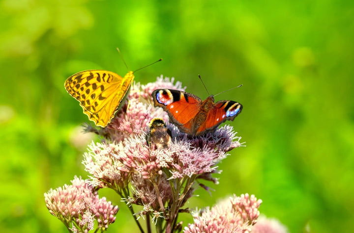 Maak je tuin insectenvriendelijk!