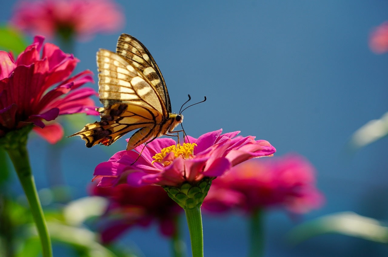 Met welke planten lok ik vlinders naar mijn tuin?