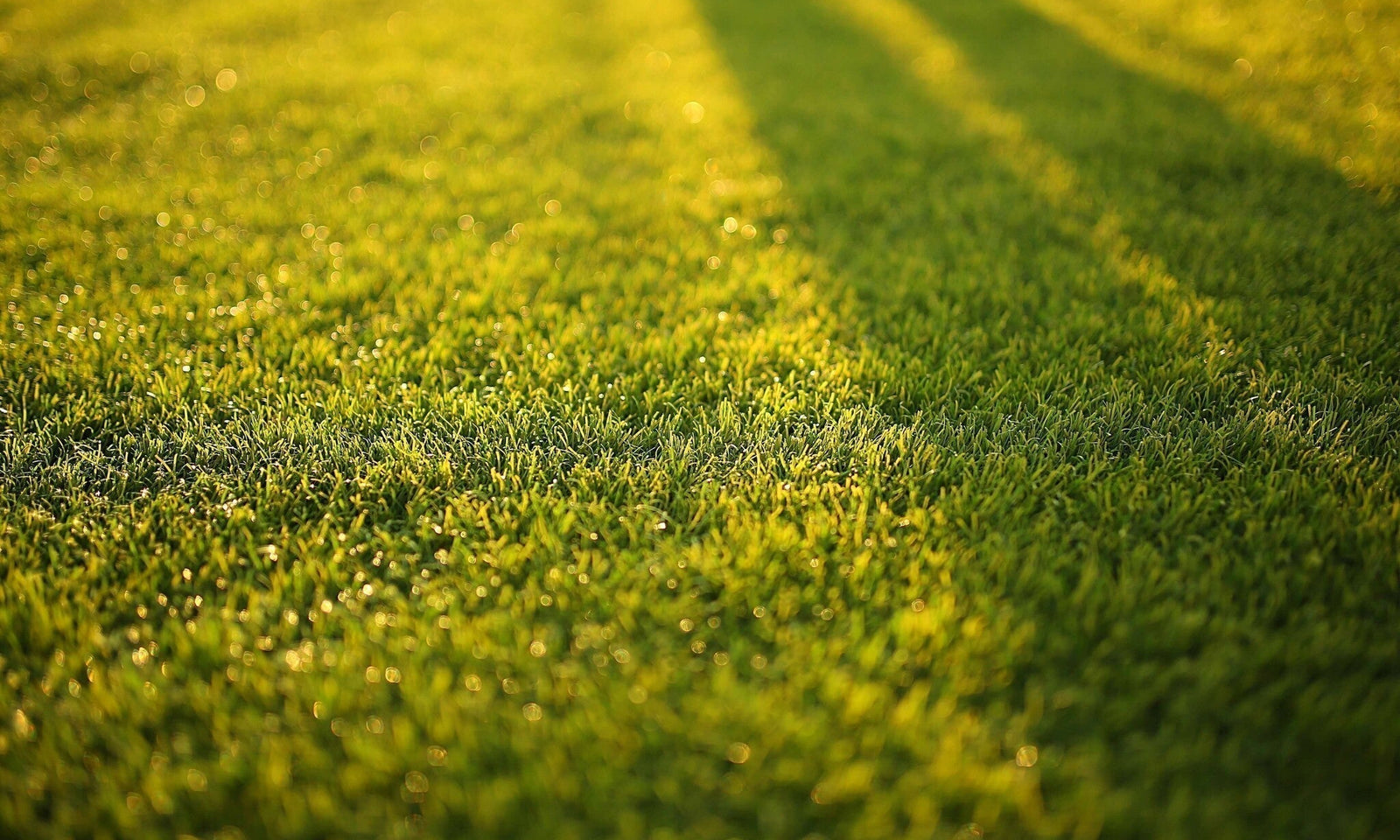 Waarom komt mijn graszaad niet op?