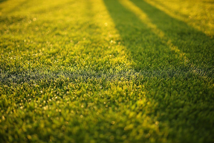 Waarom komt mijn graszaad niet op?