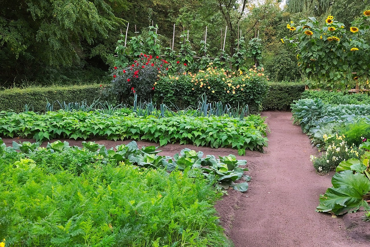Moestuintje beginnen: Hoe en wanneer?