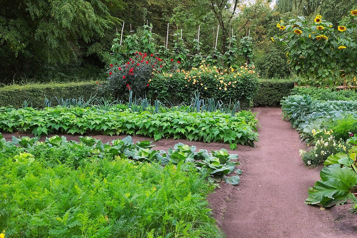 Moestuintje beginnen: Hoe en wanneer?