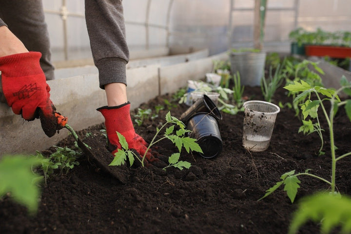 Moestuin bemesten: wanneer en hoe?
