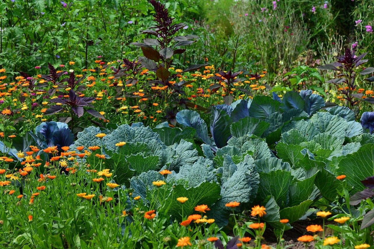 Moestuinbloemen