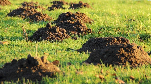 Mollen in de tuin vangen, bestrijden en voorkomen