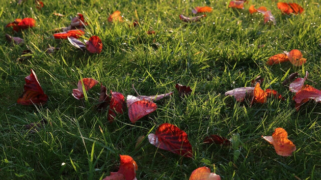 blog-organische-mest-versus-chemische-mest