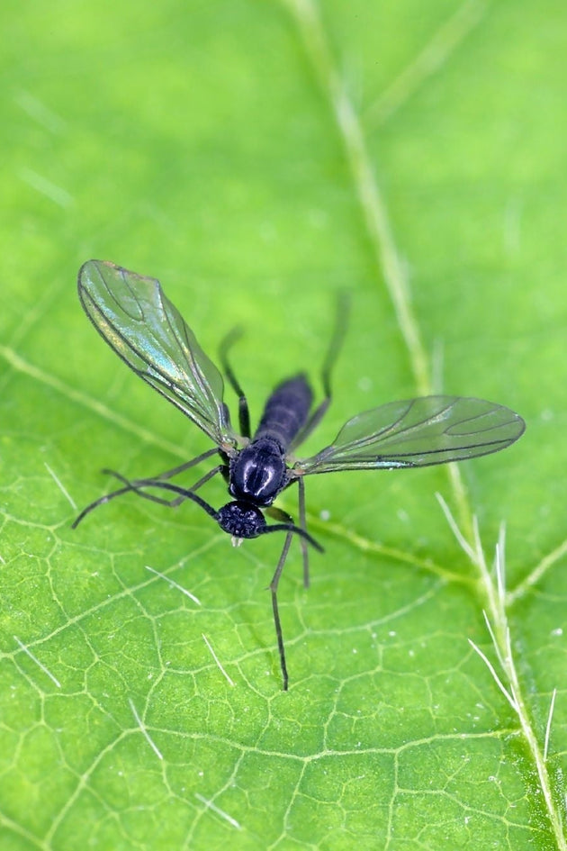 blog-rouwvliegjes-bestrijden