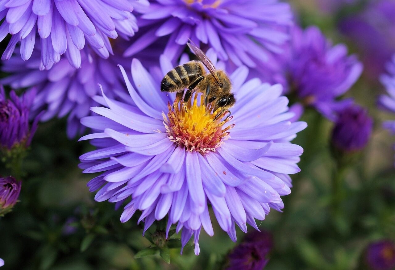 Top 10: beste bloemen voor bijen