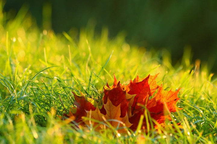 Tuin bemesten in het najaar