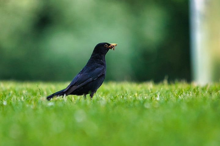 Help! Vogels eten mijn graszaad op