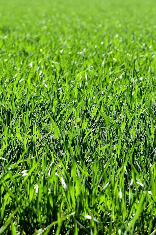 blog_wanneer_gras_zaaien