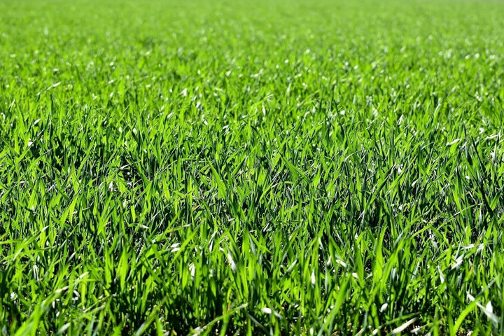 Wanneer kan je het beste gras zaaien?