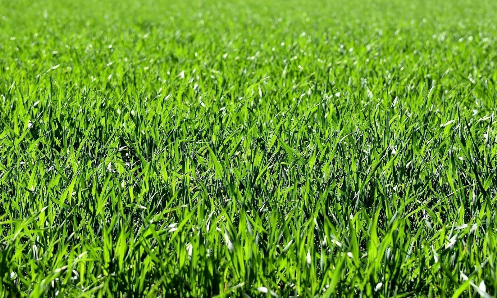 Wanneer kan je het beste gras zaaien?