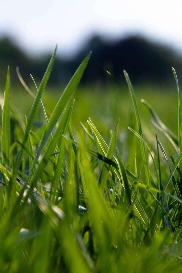 blog-wat-is-de-beste-gazonmest