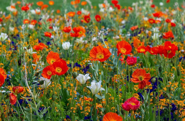 blog-welk-bloemenmengsel-moet-ik-kiezen