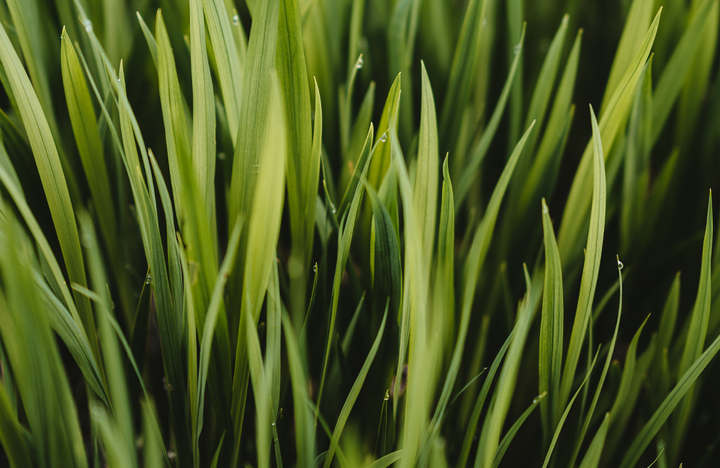 De beste grassoorten voor je gazon