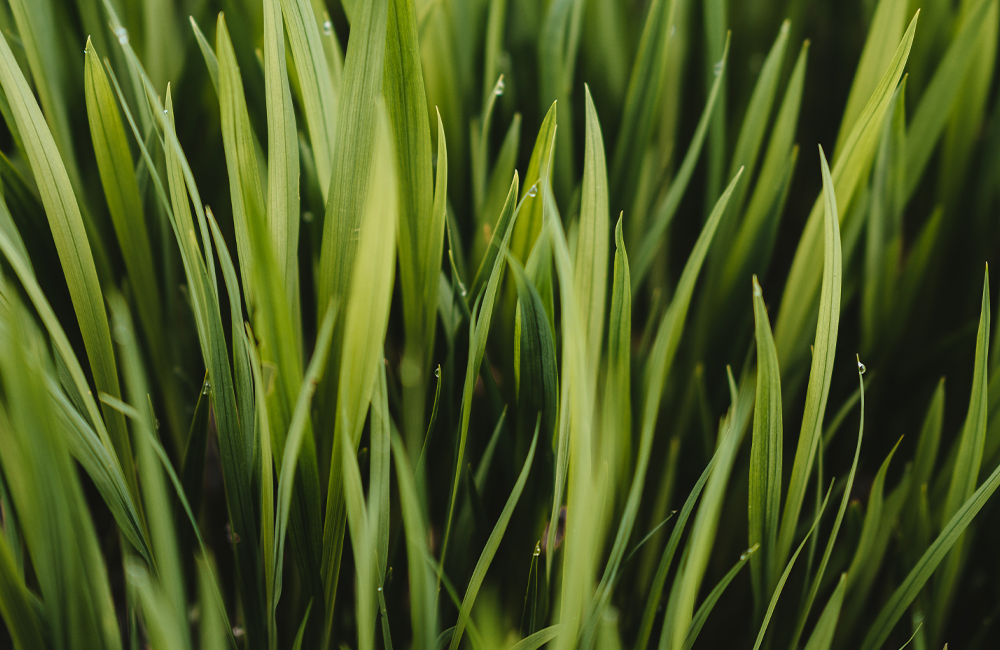 De beste grassoorten voor je gazon