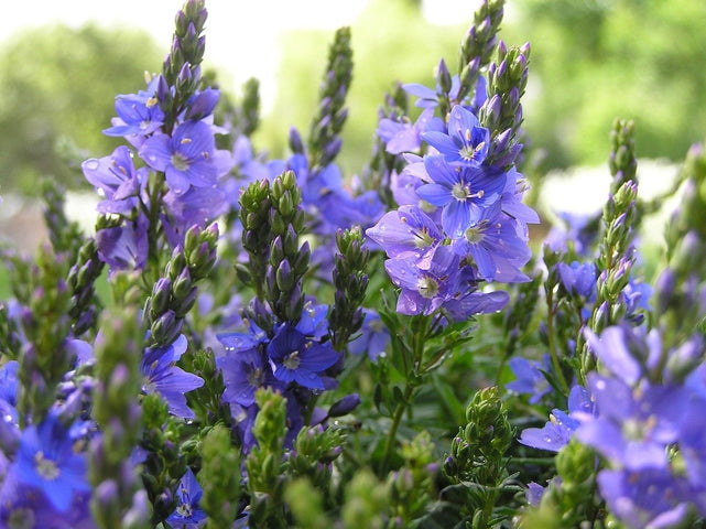 Bodembedekkers zaaien tegen onkruid