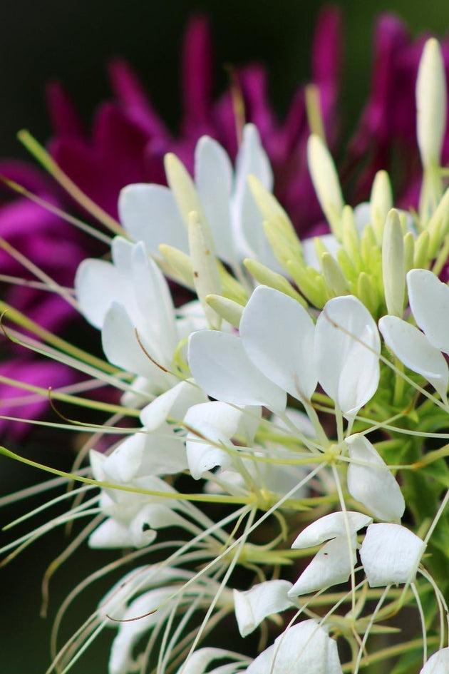 Cleome_kattensnor_kennisbank