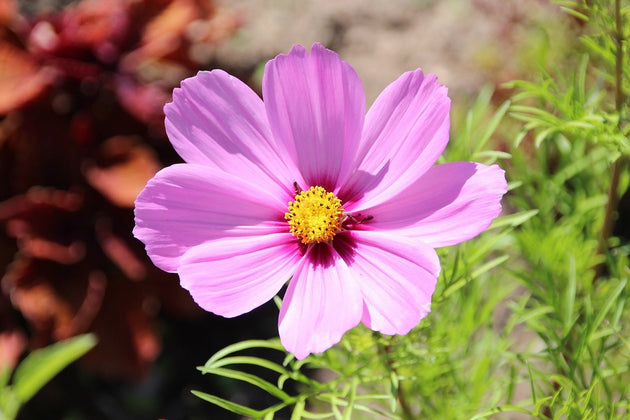 Cosmea cosmos