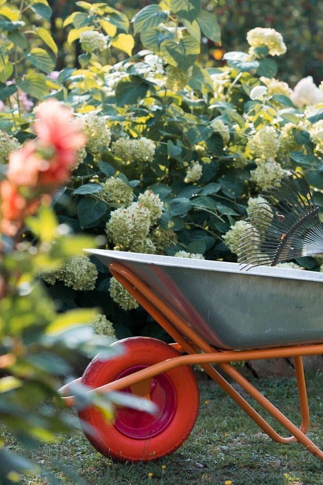 De tuin in september