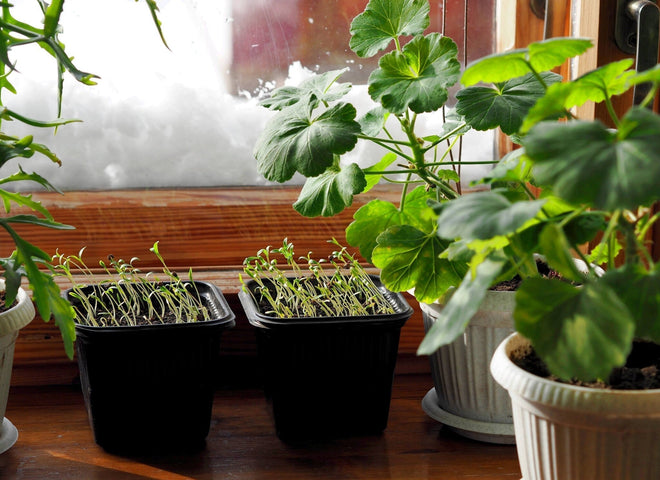 Zaaikalender december